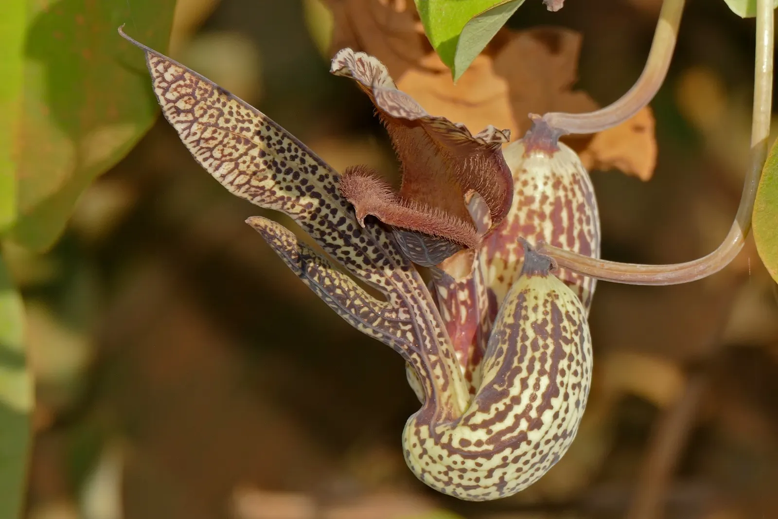 Dutchman's Pipe (Aristolochia Californica) — vine for deep shade or full or half; but it can extend beyond 20 feet under optimal, image 60