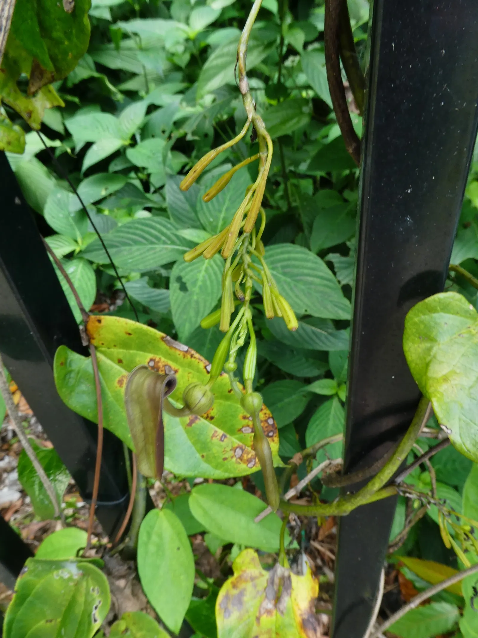 Dutchman's Pipe (Aristolochia Californica) — These blossoms can reach a size of about 1 to 3 inches long and are primarily pollinated by flies; though