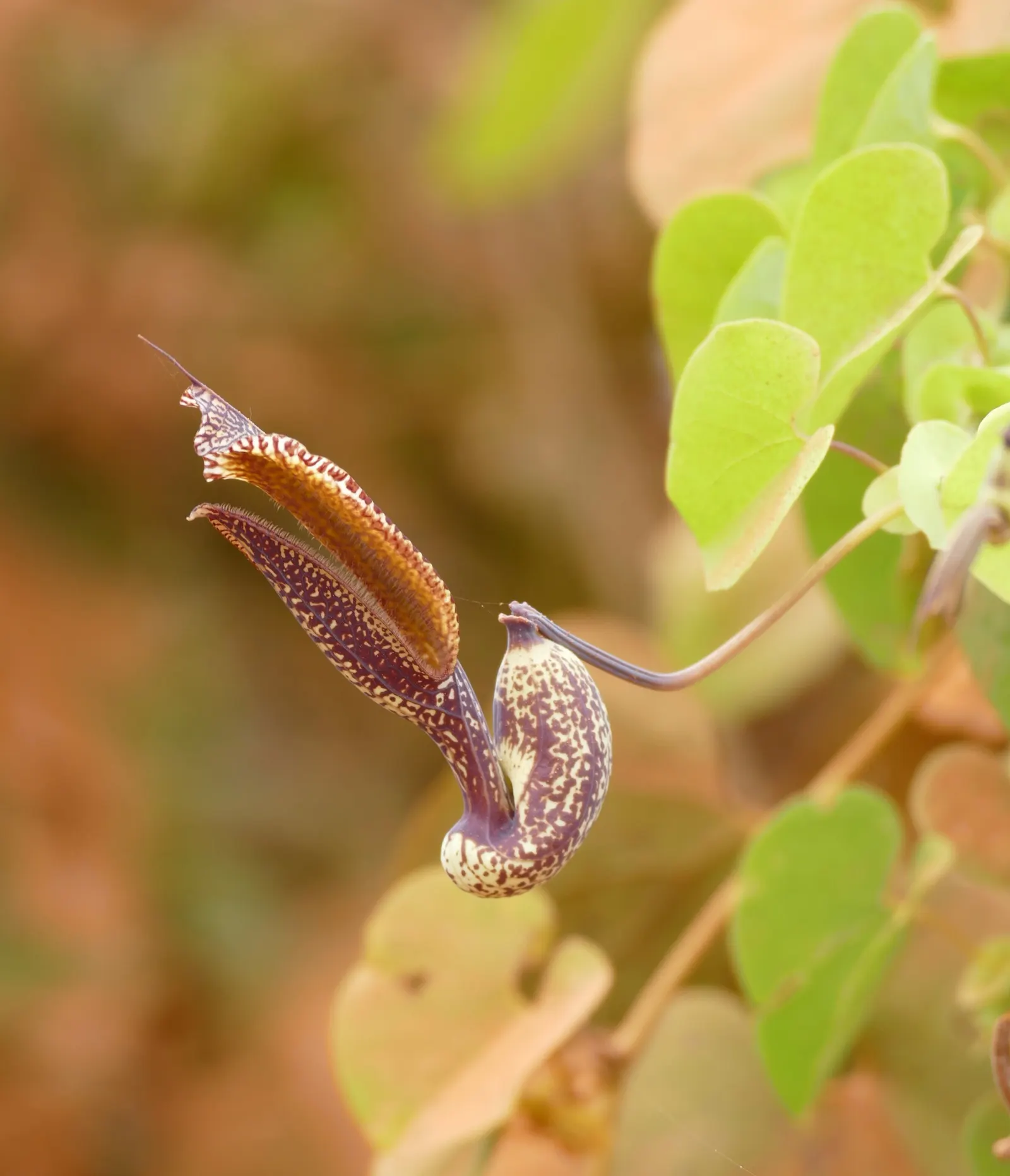 Dutchman's Pipe (Aristolochia Californica) — commonly known as California Dutchman's Pipe; vine with green and multi-colored and purple and yellow, image 66