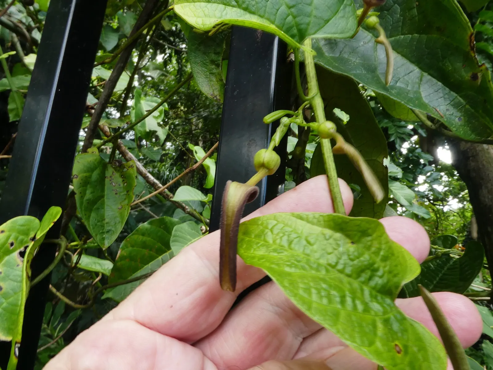 Dutchman's Pipe (Aristolochia Californica) — Thriving in USDA Zones 8-10, it prefers partial shade and grows to about 20 feet in length