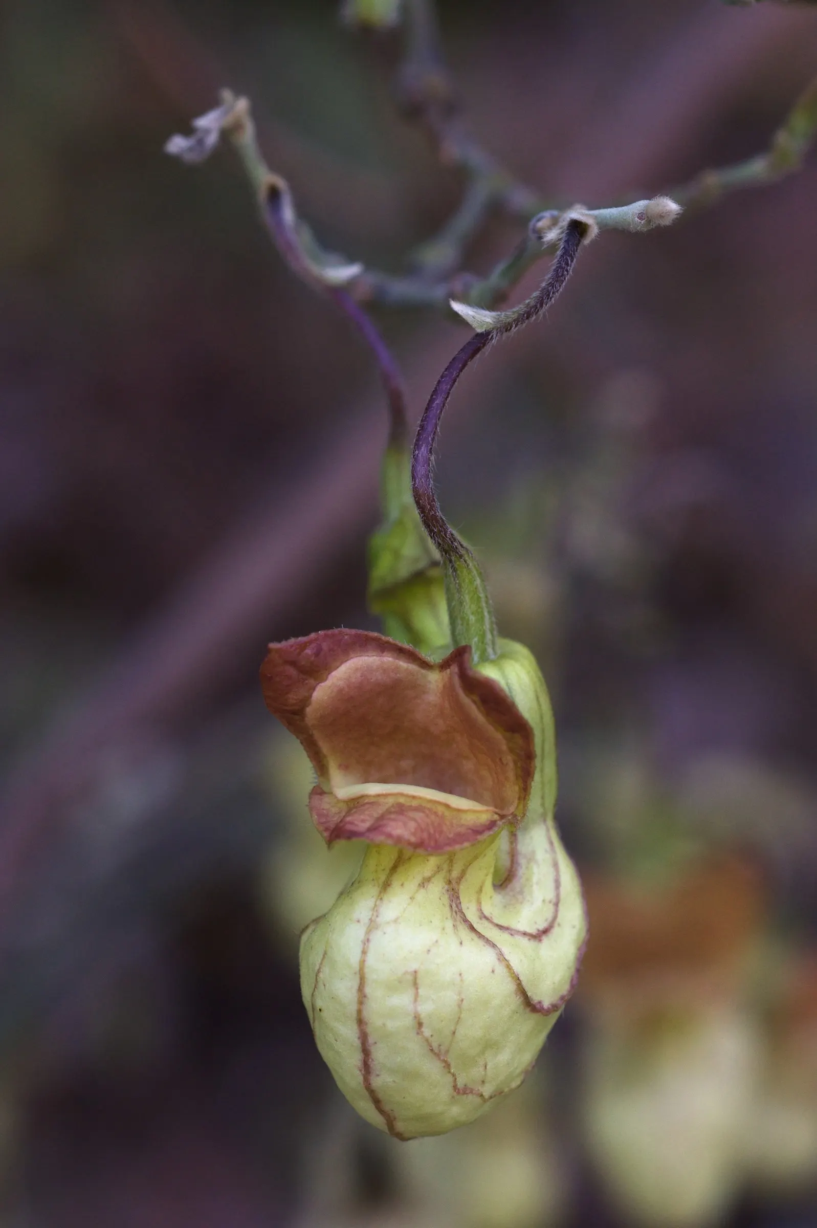 Dutchman's Pipe (Aristolochia Californica) — and a butterfly attractant; green and multi-colored and purple and yellow flowers in the garden