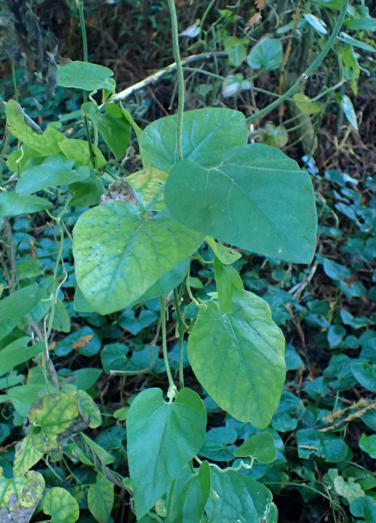 Dutchman's Pipe (Aristolochia Californica) — Thriving in USDA Zones 8-10, it prefers partial shade and grows to about 20 feet in length; especially for the
