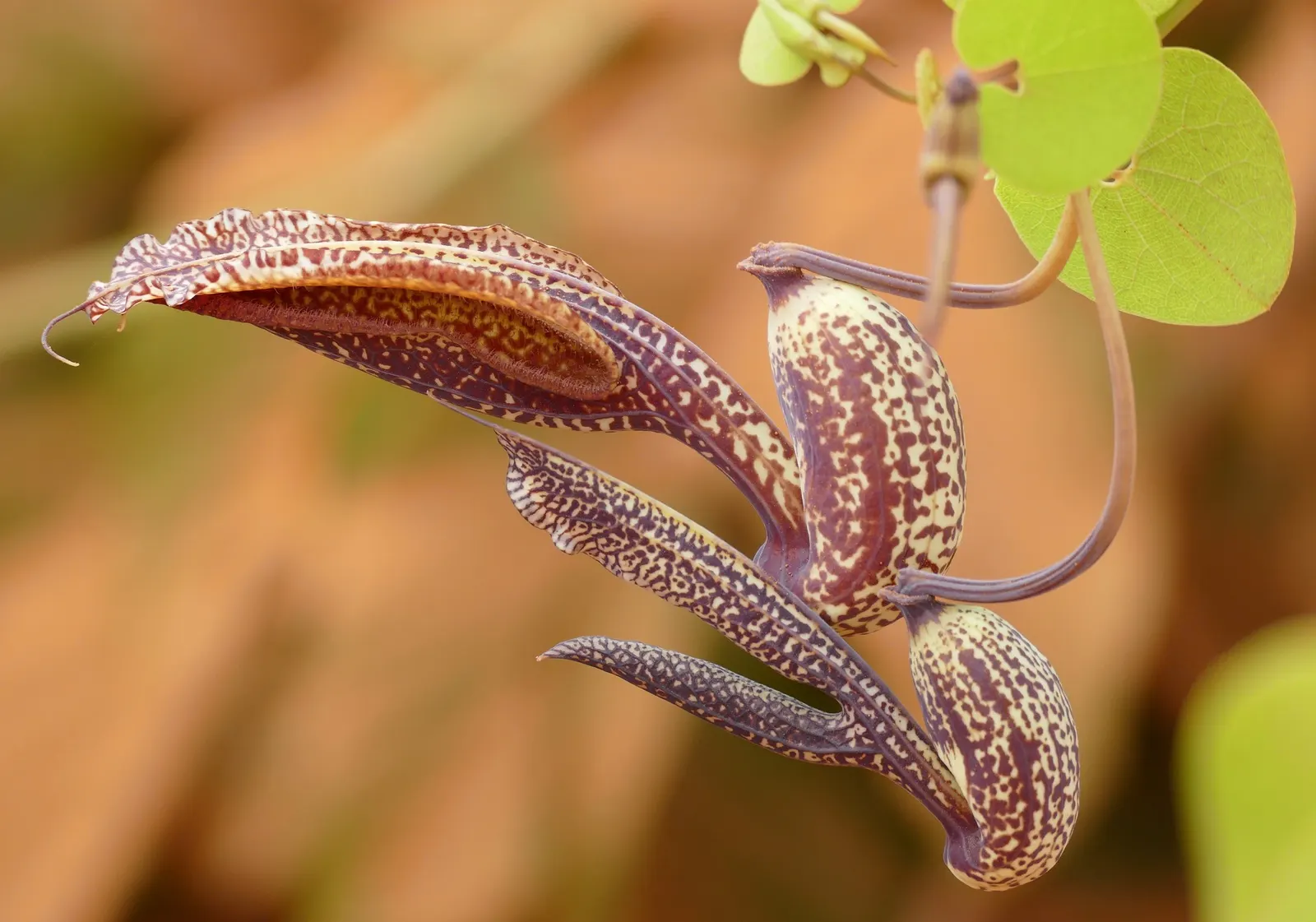 Dutchman's Pipe (Aristolochia Californica) — have a mottled maroon and yellow coloration; thriving in USDA Zones 8-10, it prefers partial shade and, image 52
