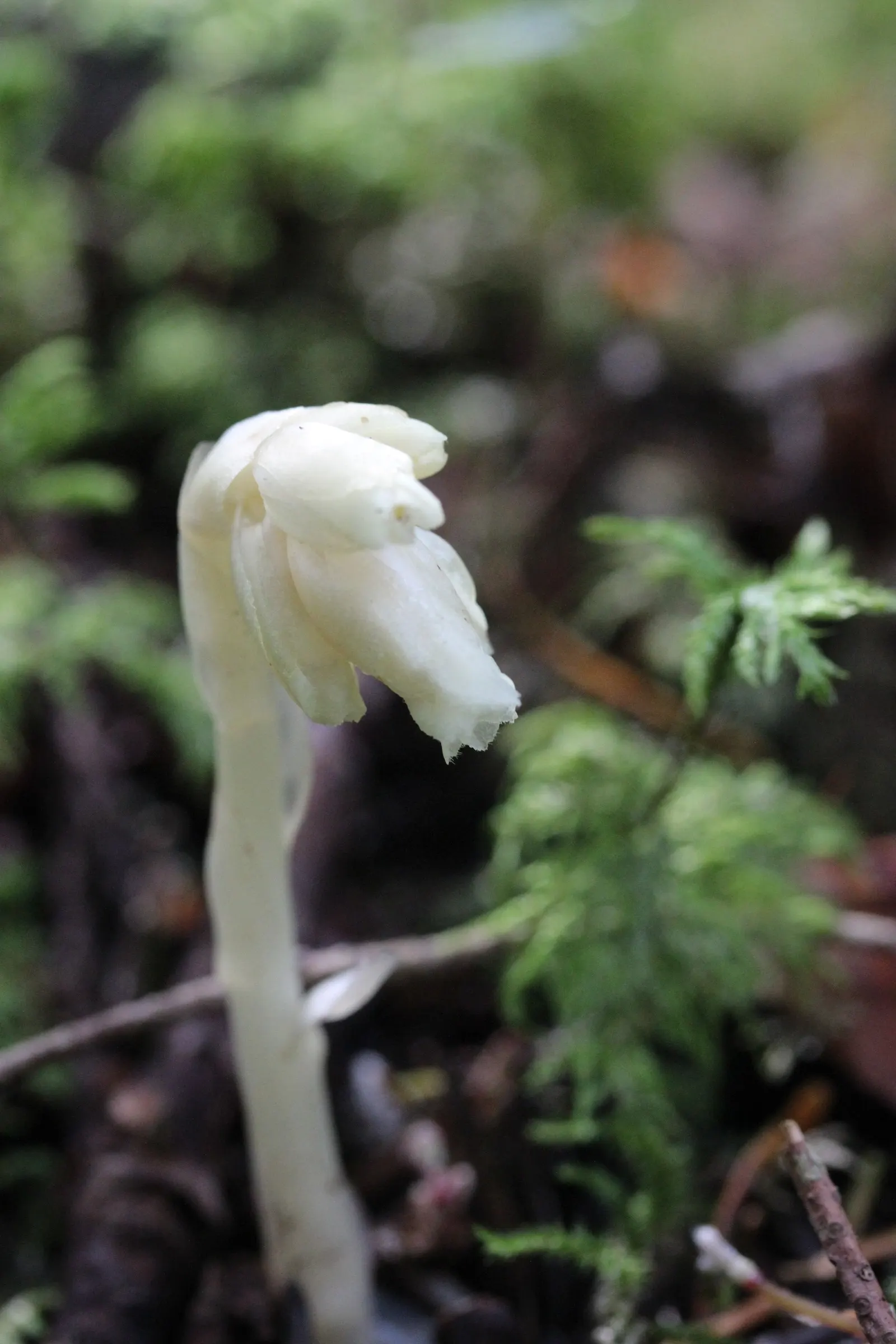 Dutchman's Pipe (Aristolochia Californica) — enhancing biodiversity in garden settings; have a mottled maroon and yellow coloration, image 45
