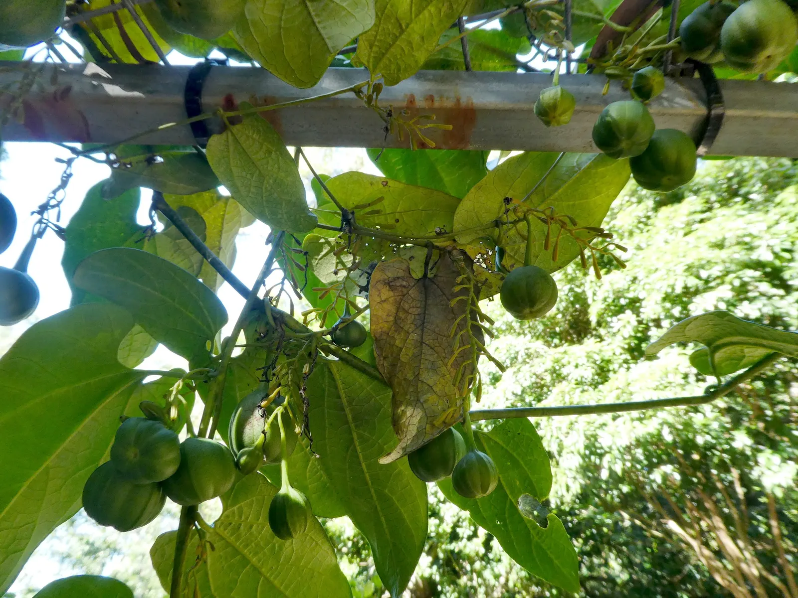 Dutchman's Pipe (Aristolochia Californica) — have a mottled maroon and yellow coloration; thriving in USDA Zones 8-10, it prefers partial shade and grows to