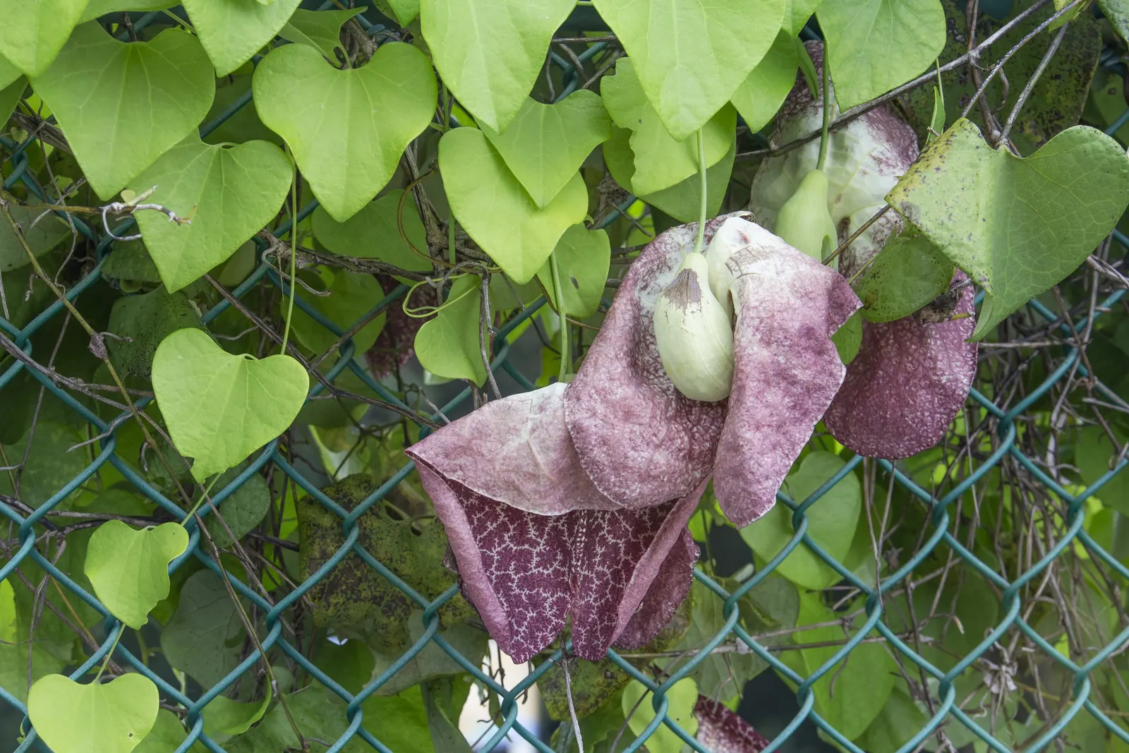 Dutchman's Pipe (Aristolochia Californica) — vine for deep shade or full or half; but it can extend beyond 20 feet under optimal conditions.<br><br>For