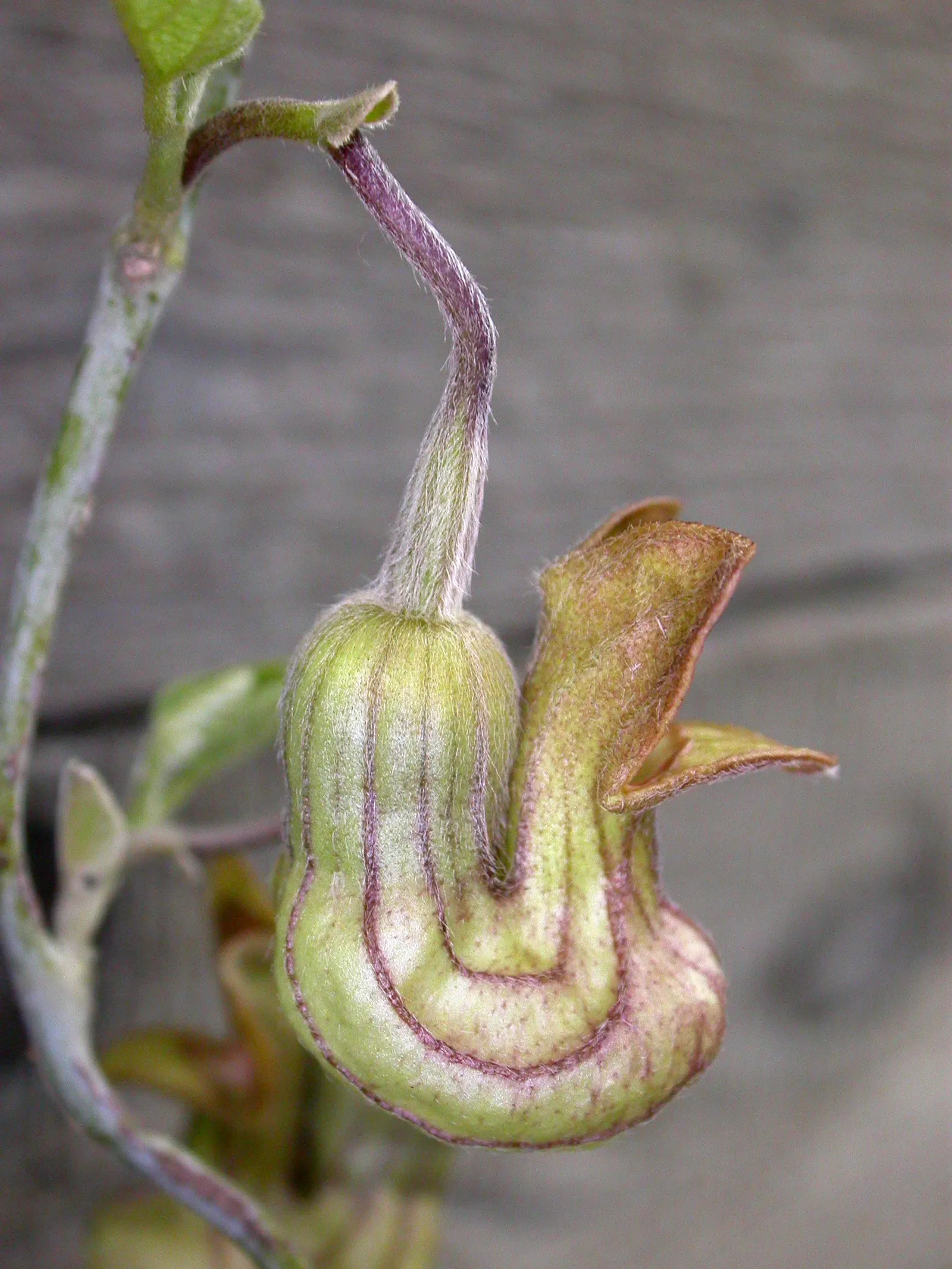 Dutchman's Pipe (Aristolochia Californica) — which bloom from late winter into early spring