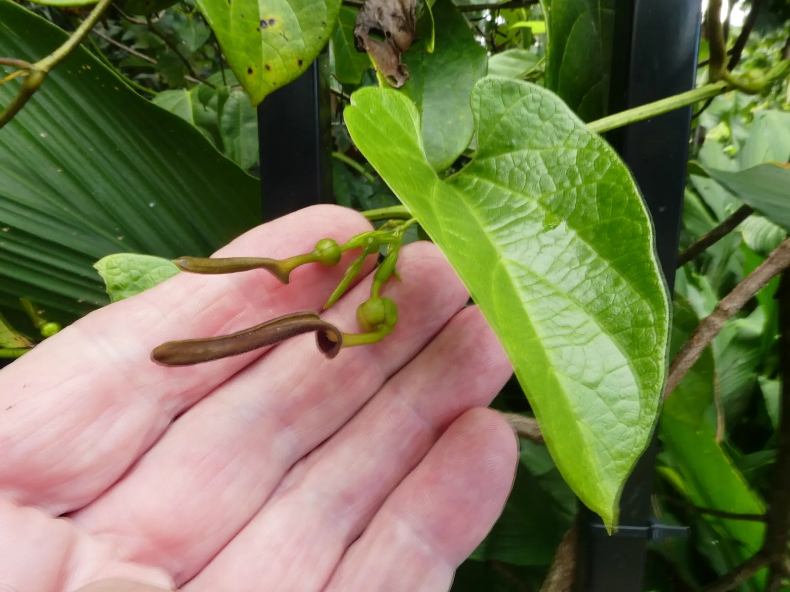 Dutchman's Pipe (Aristolochia Californica) — especially for the Pipevine Swallowtail; enhancing biodiversity in garden settings