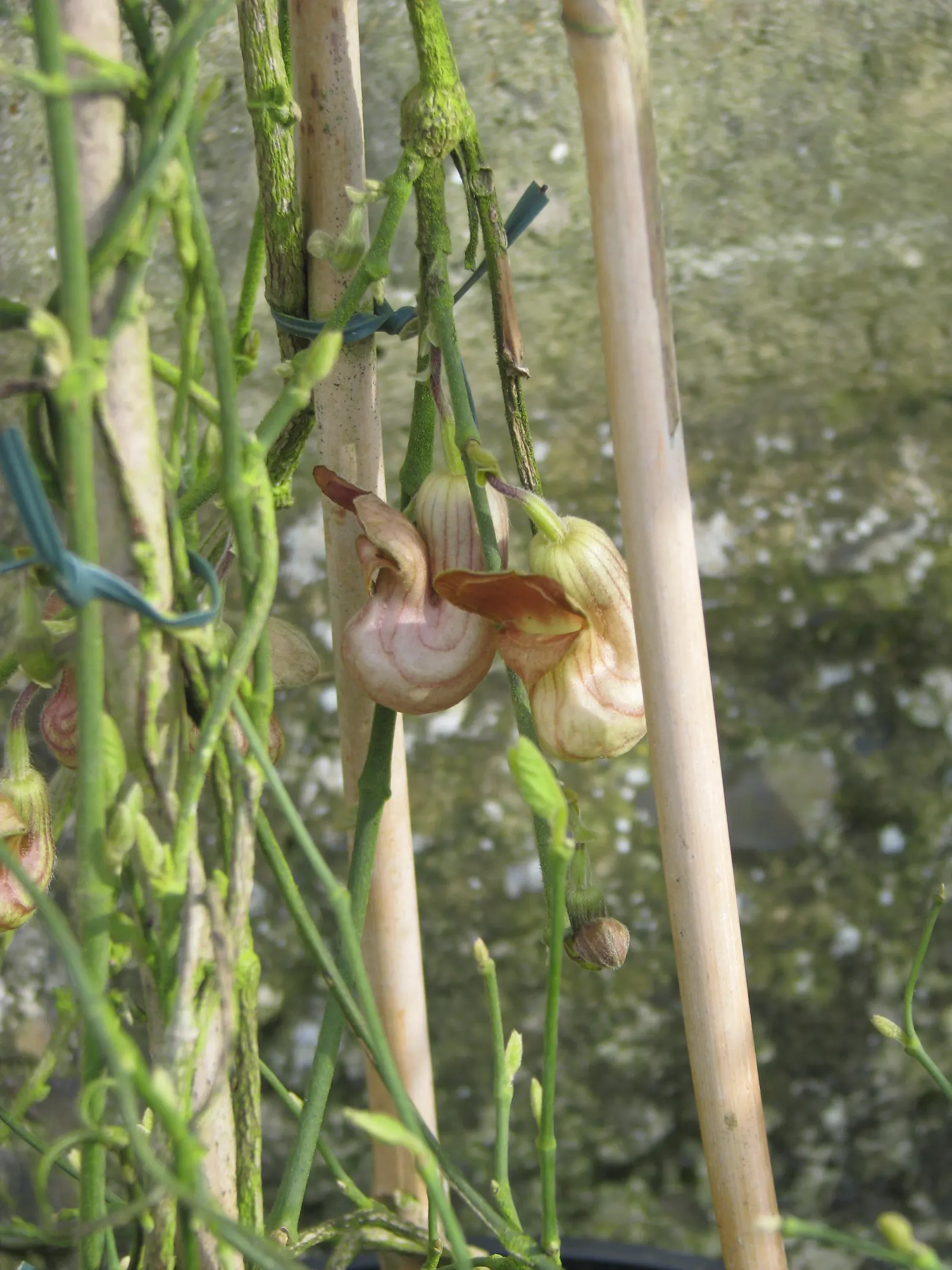 Dutchman's Pipe (Aristolochia Californica) — Though drought-tolerant once established, regular watering will encourage more robust growth; this California