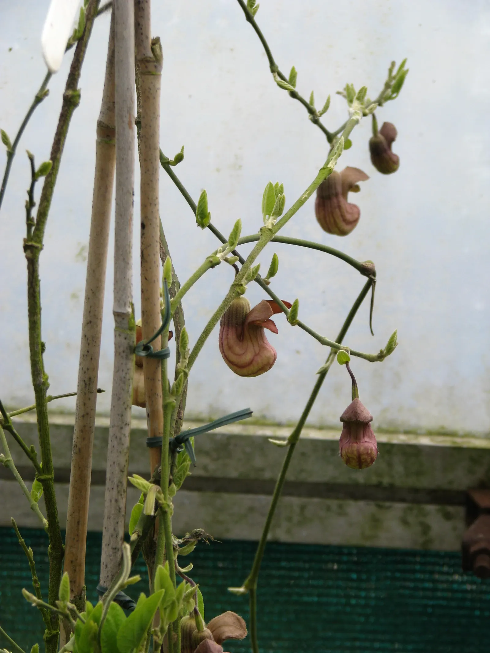 Dutchman's Pipe (Aristolochia Californica) — verdant coverage over trellises; vine for deep shade or full or half, image 69