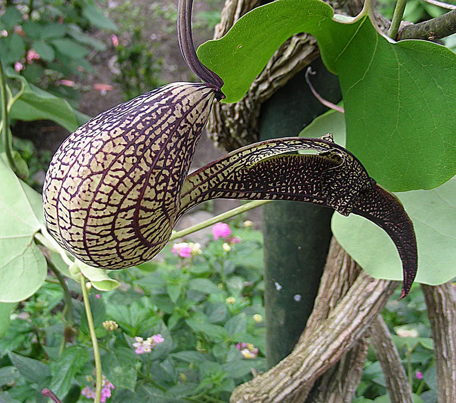 Dutchman's Pipe (Aristolochia Californica) — resembling a calabash pipe; this species is native to the chaparral and woodland territories of, image 73