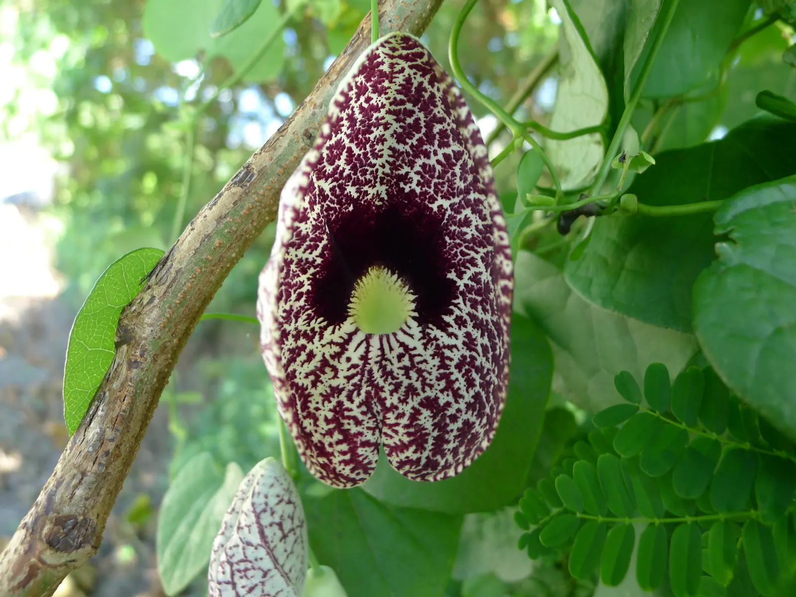 Dutchman's Pipe (Aristolochia Californica) — which bloom from late winter into early spring; these blossoms can reach a size of about 1 to 3 inches, image 71