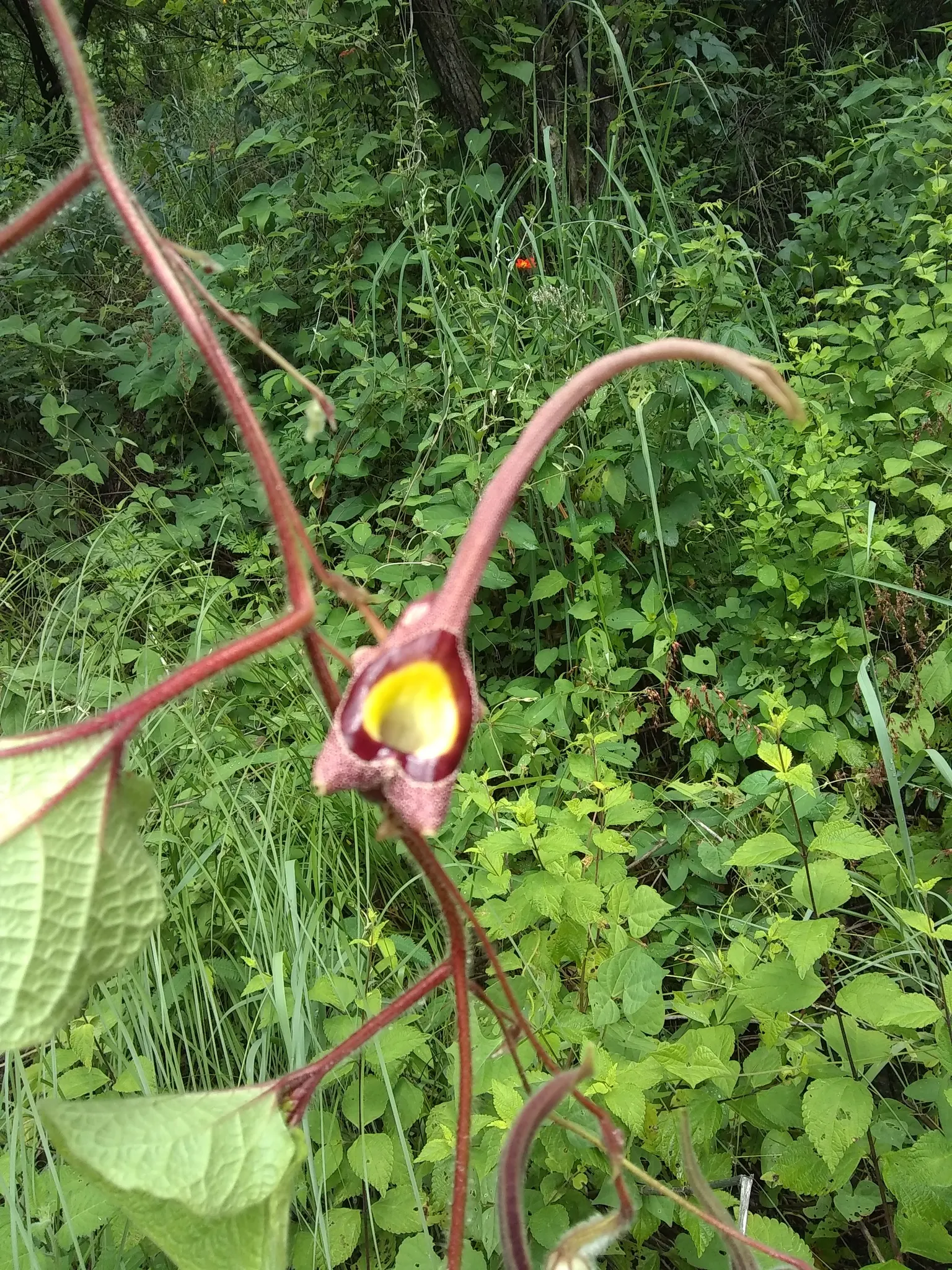 Dutchman's Pipe (Aristolochia Californica) — enhancing biodiversity in garden settings