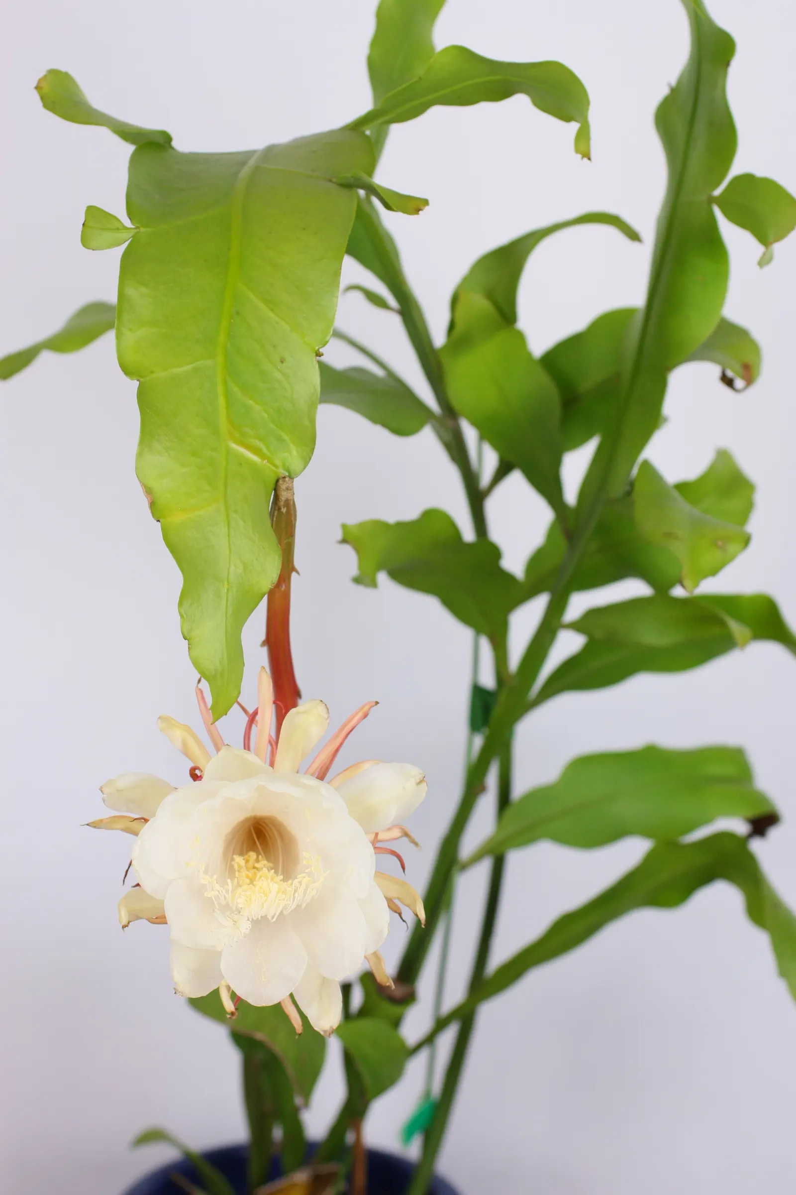 Dutchman's Pipe (Aristolochia Californica) — green and multi-colored and purple and yellow flowers in the garden; and a butterfly attractant, image 78