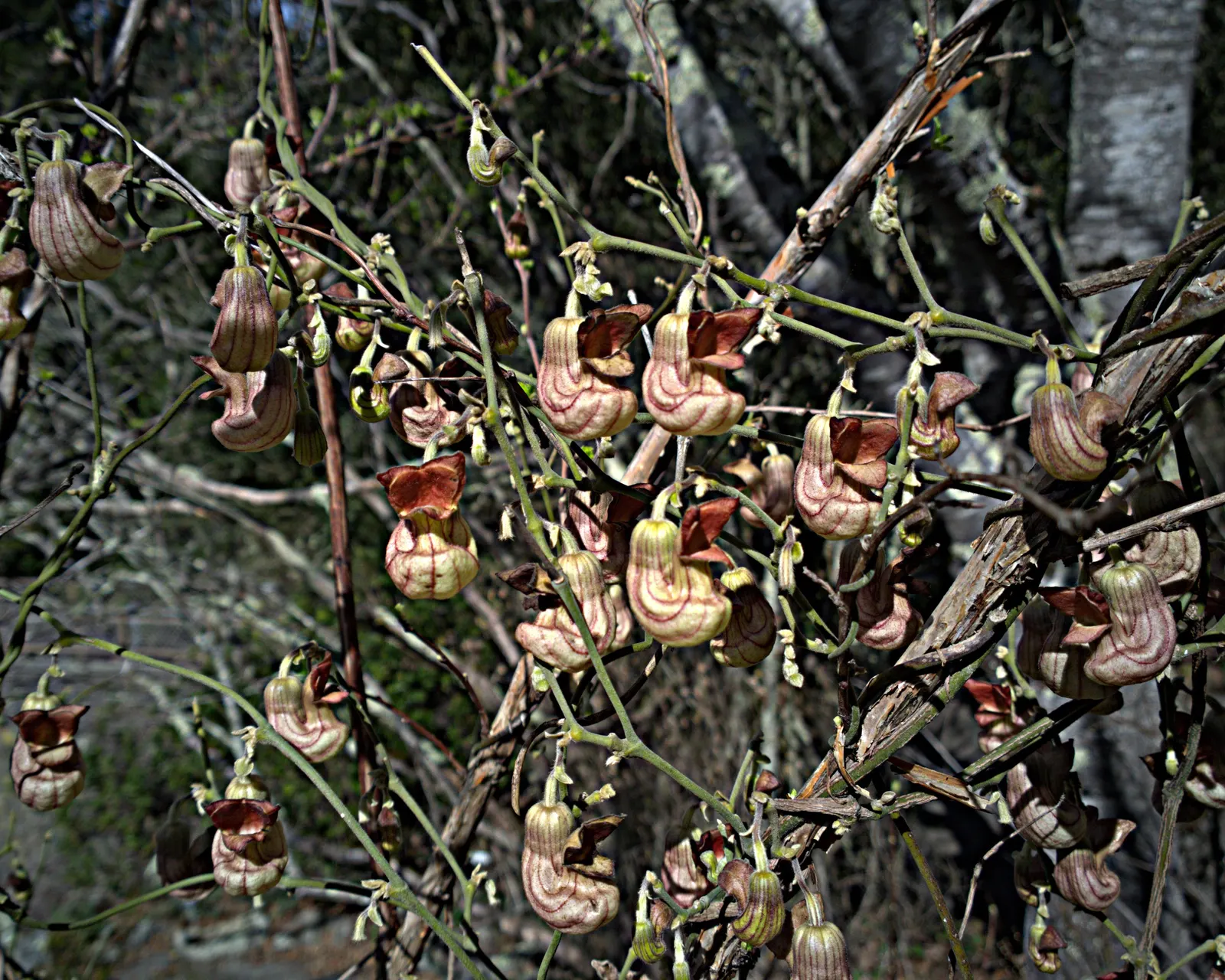 Dutchman's Pipe (Aristolochia Californica) — but it can extend beyond 20 feet under optimal conditions.<br><br>For landscapers and clients; this, image 57