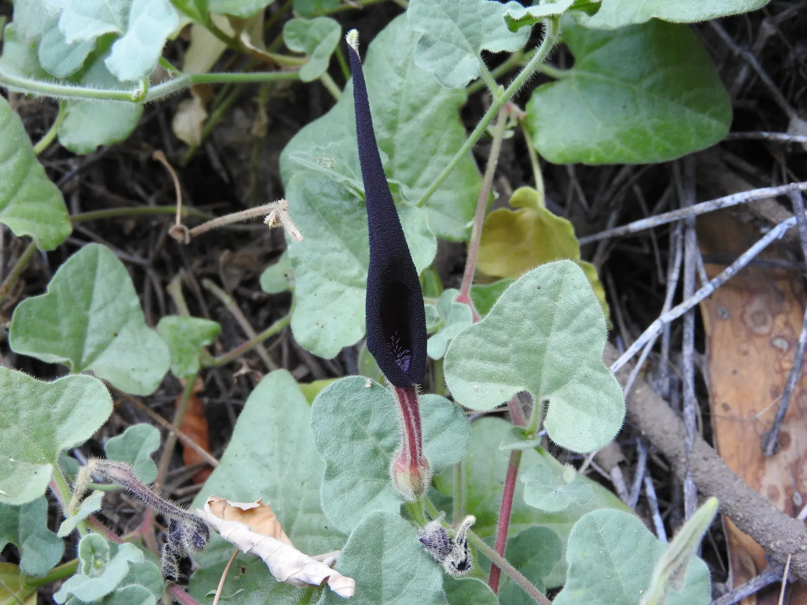Dutchman's Pipe (Aristolochia Californica) — but it can extend beyond 20 feet under optimal conditions.<br><br>For landscapers and clients; this vine typically