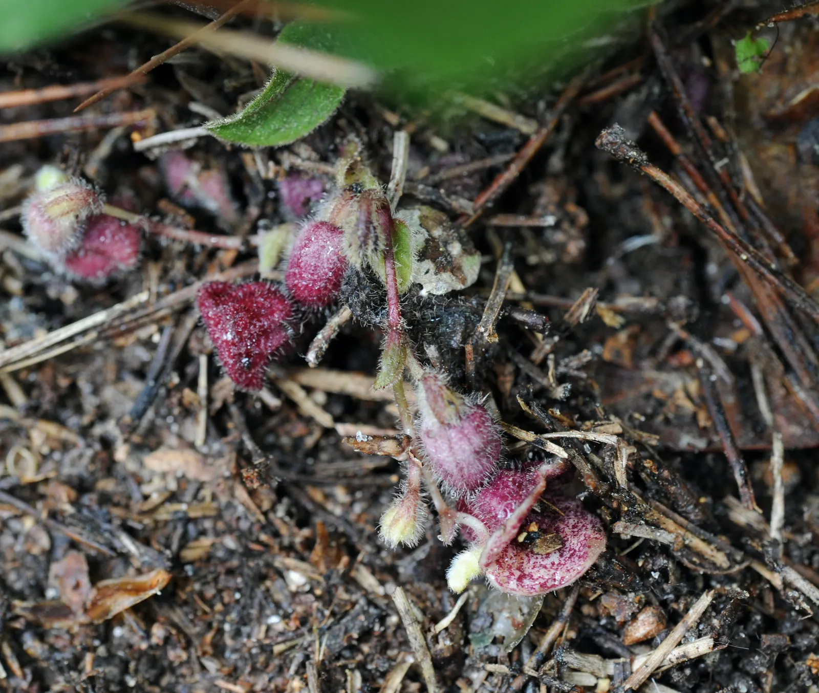 Dutchman's Pipe (Aristolochia Californica) — is a distinctive vining perennial that imbues landscapes with a touch of wilderness and intrigue; commonly known