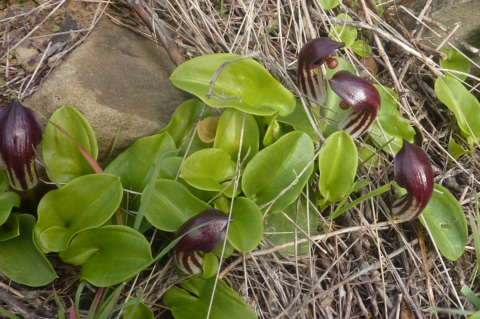 Dutchman's Pipe (Aristolochia Californica) — Its curious pipe-shaped flowers; is a distinctive vining perennial that imbues landscapes with a touch, image 50