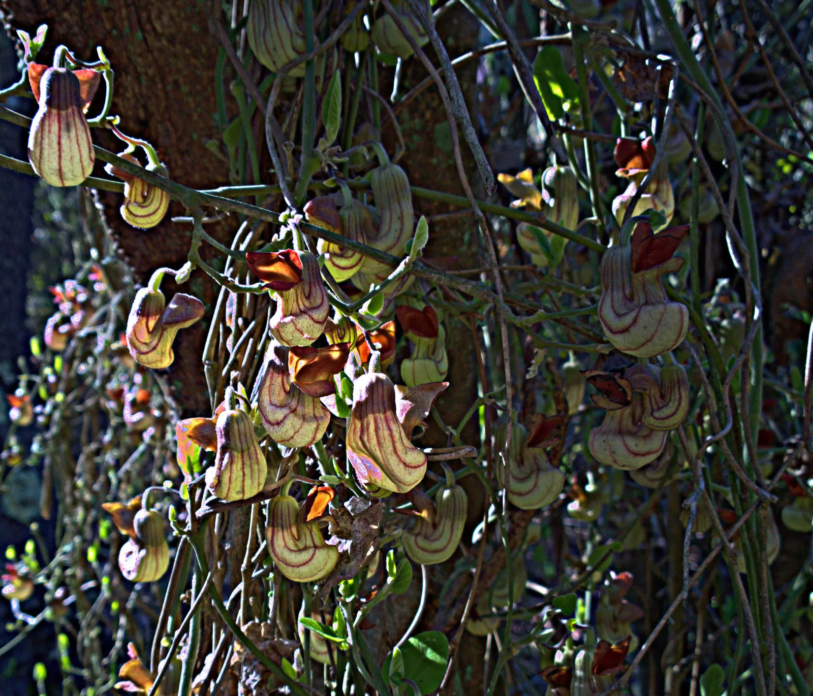 Dutchman's Pipe (Aristolochia Californica) — enhancing biodiversity in garden settings; have a mottled maroon and yellow coloration, image 65
