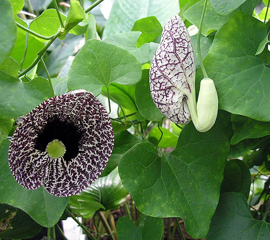 Dutchman's Pipe (Aristolochia Californica) — is a distinctive vining perennial that imbues landscapes with a touch of wilderness and intrigue, image 67