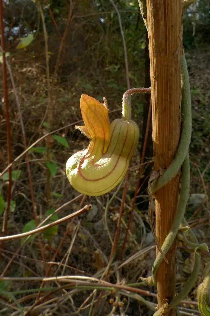 Dutchman's Pipe (Aristolochia Californica) — Though drought-tolerant once established, regular watering will encourage more robust growth; this, image 75