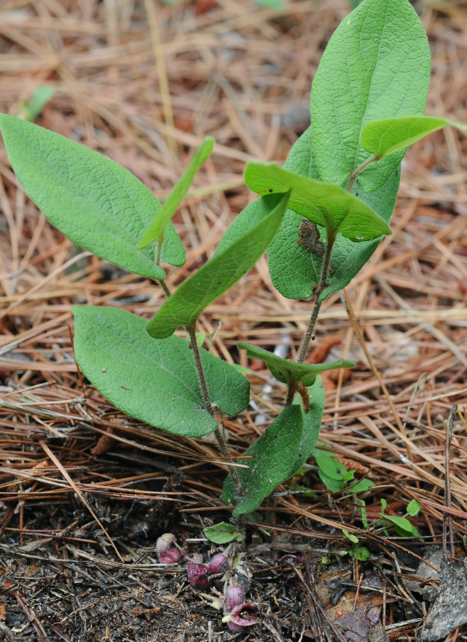Dutchman's Pipe (Aristolochia Californica) — which bloom from late winter into early spring; these blossoms can reach a size of about 1 to 3 inches long and