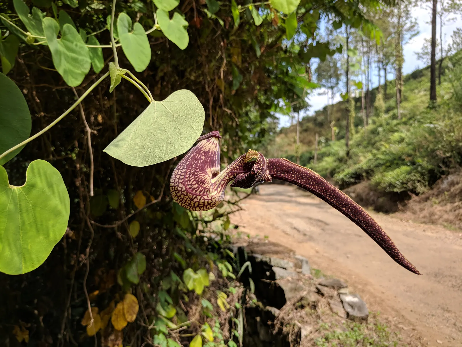 Dutchman's Pipe (Aristolochia Californica) — vine with green and multi-colored and purple and yellow blooms; its curious pipe-shaped flowers, image 59