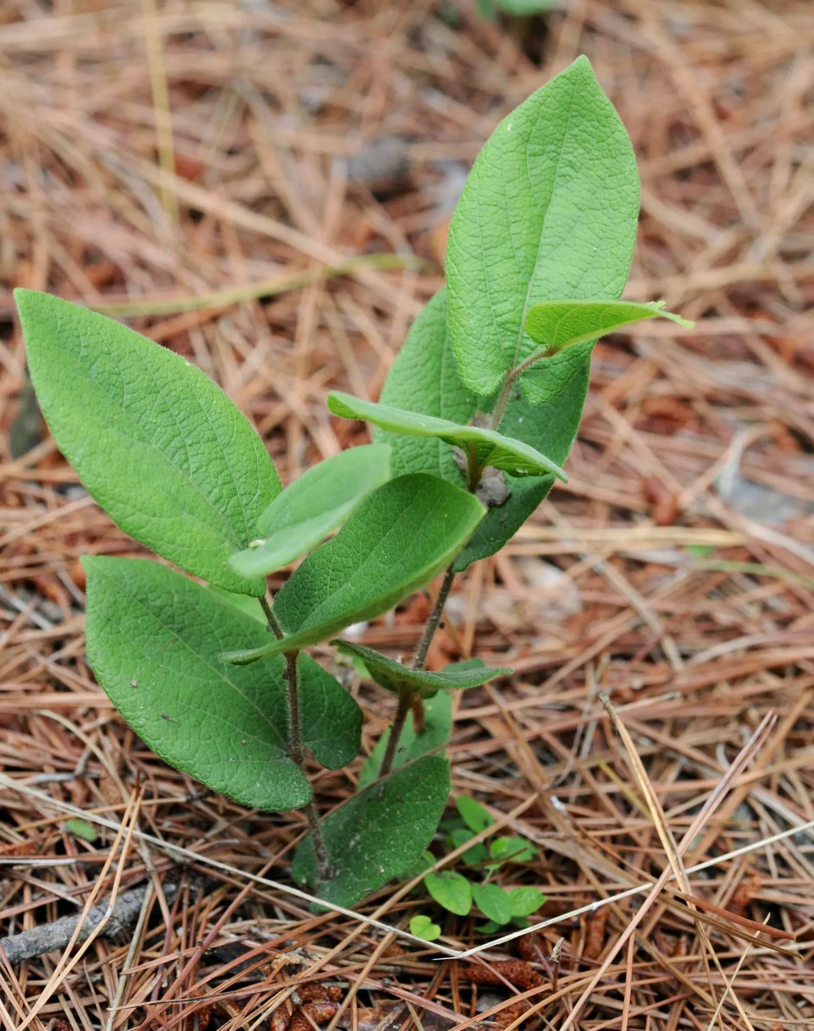 Dutchman's Pipe (Aristolochia Californica) — vine for deep shade or full or half