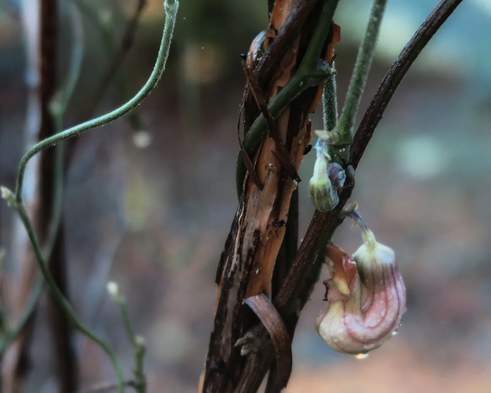 Dutchman's Pipe (Aristolochia Californica) — have a mottled maroon and yellow coloration; thriving in USDA Zones 8-10, it prefers partial shade and, image 72