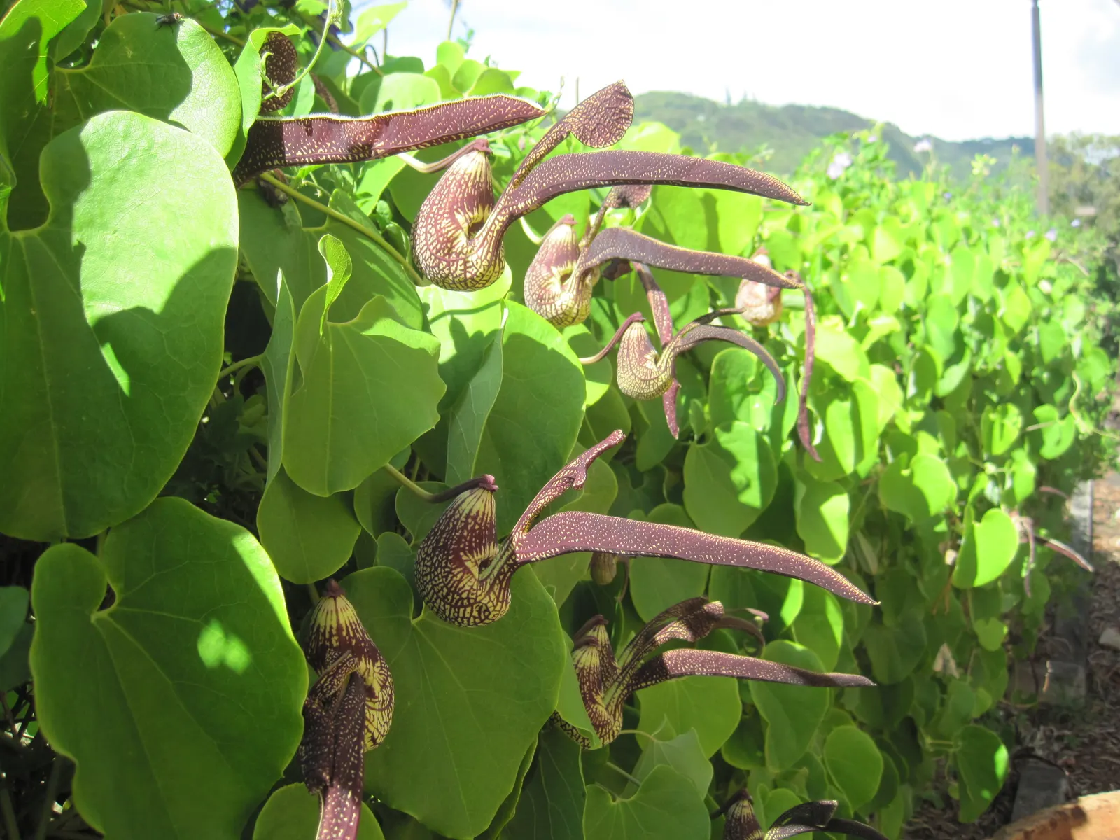 Dutchman's Pipe (Aristolochia Californica) — resembling a calabash pipe; this species is native to the chaparral and woodland territories of, image 53