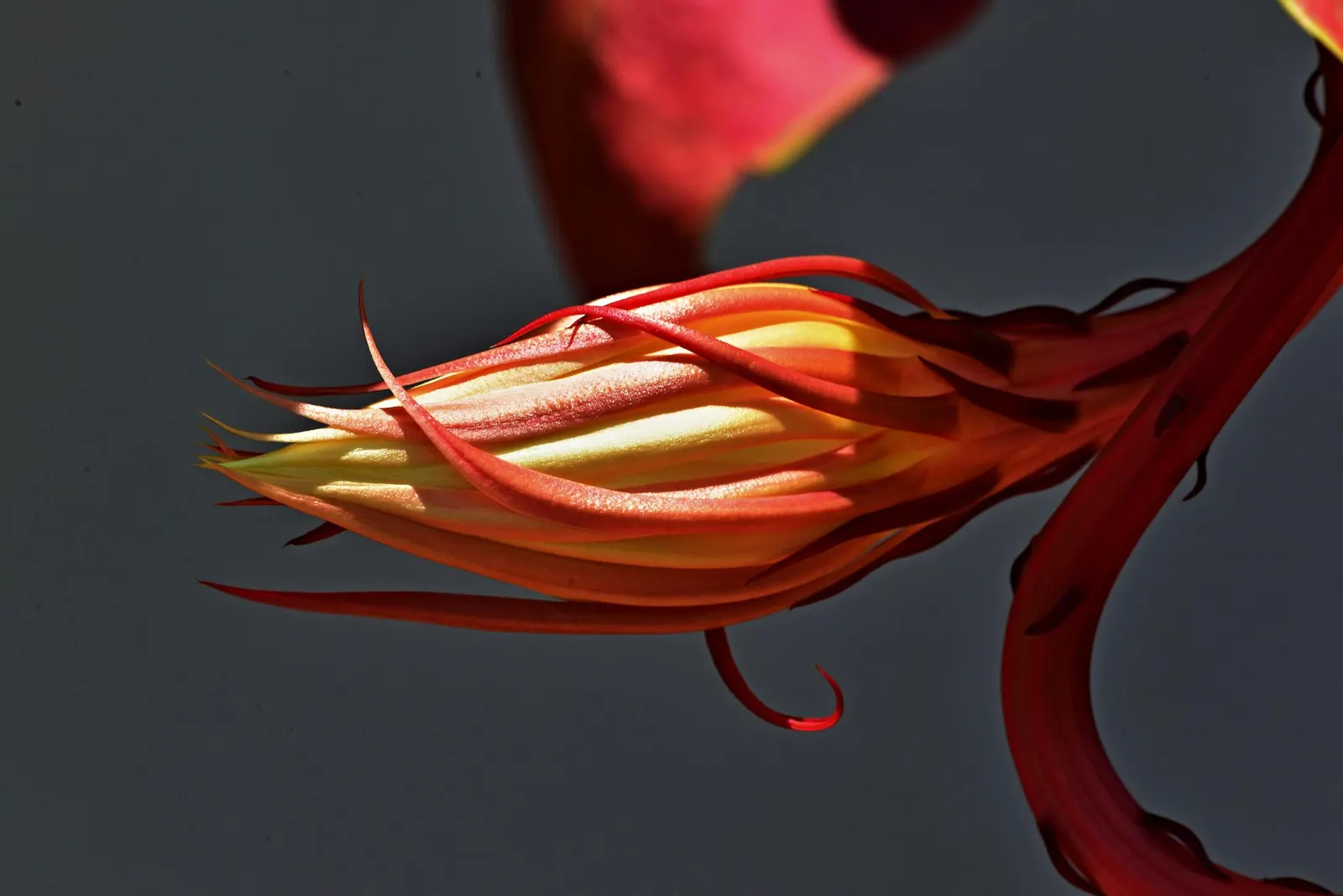 Dutchman's Pipe (Aristolochia Californica) — This species is native to the chaparral and woodland territories of California; resembling a calabash pipe