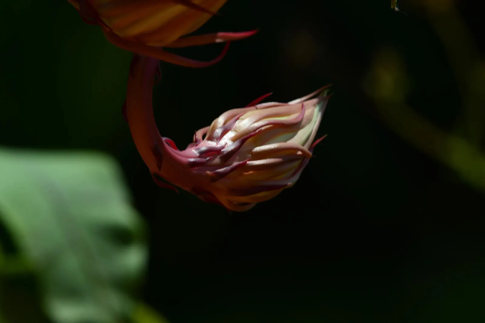 Dutchman's Pipe (Aristolochia Californica) — green and multi-colored and purple and yellow flowers in the garden