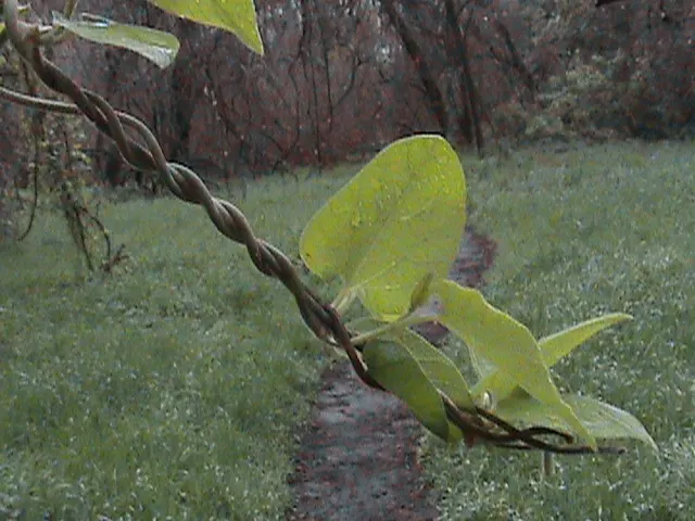 Dutchman's Pipe (Aristolochia Californica) — and a butterfly attractant; green and multi-colored and purple and yellow flowers in the garden, image 43