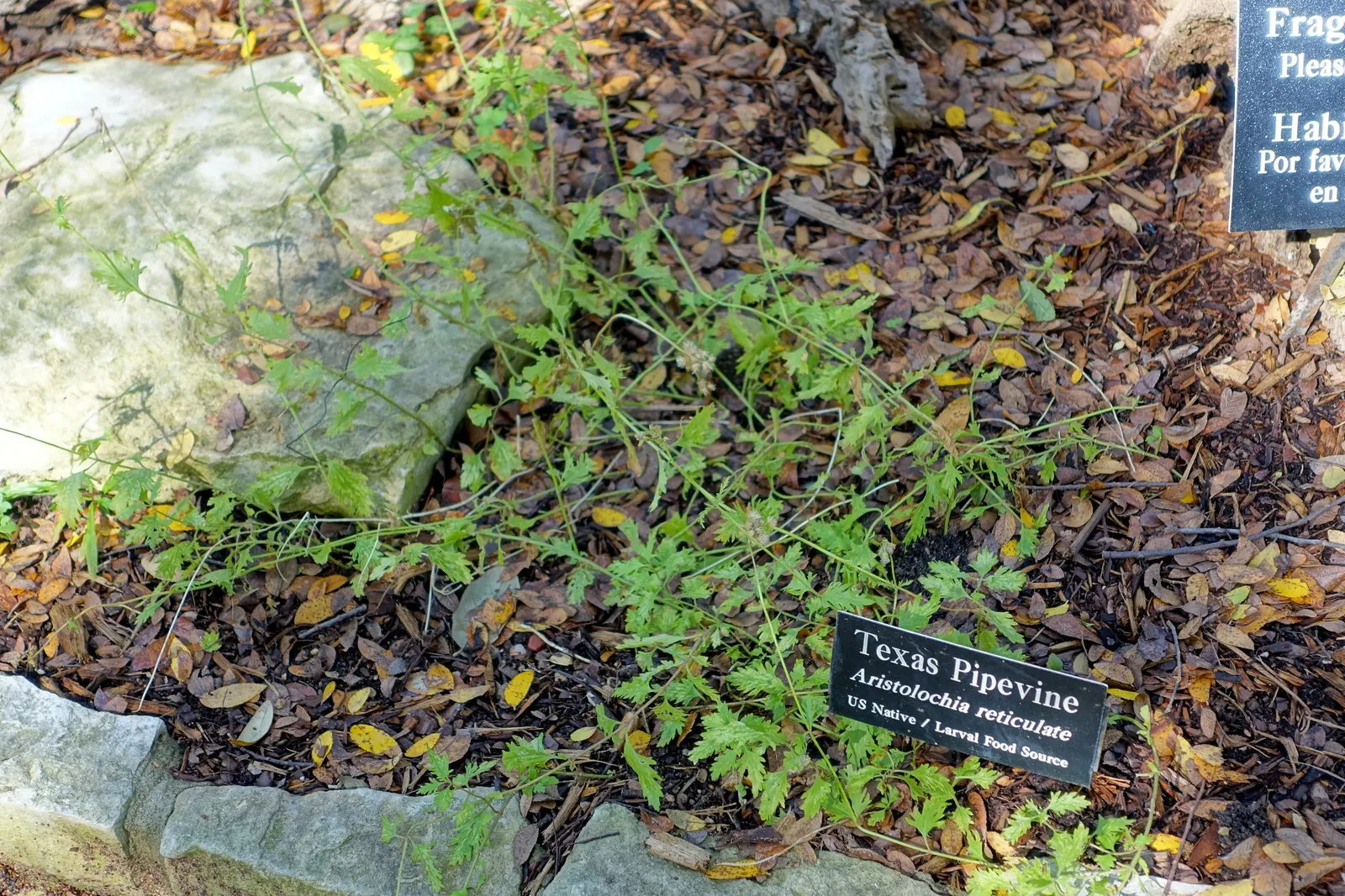 Dutchman's Pipe (Aristolochia Californica) — This California native plant is low maintenance; which bloom from late winter into early spring
