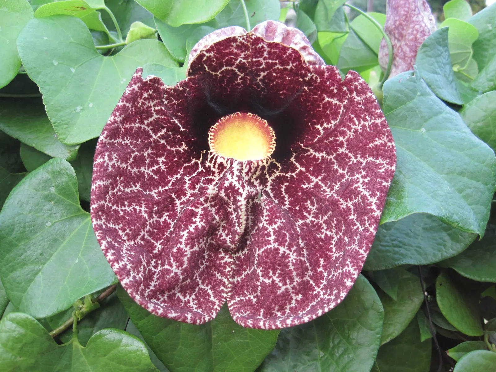 Dutchman's Pipe (Aristolochia Californica) — commonly known as California Dutchman's Pipe; vine with green and multi-colored and purple and yellow, image 46