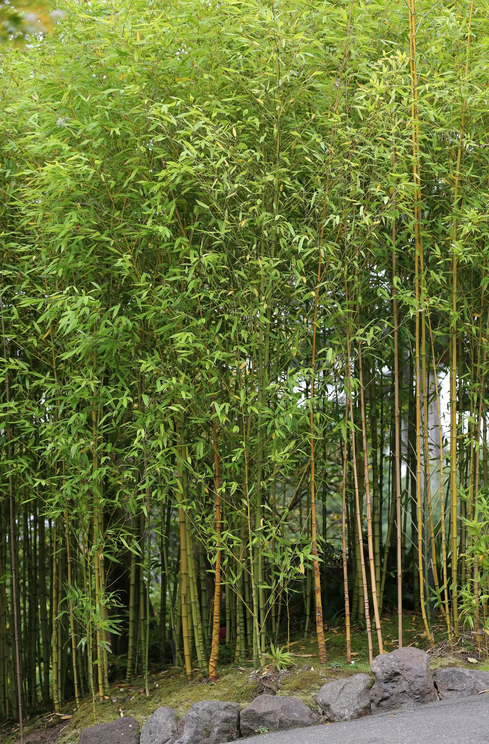Japanese Bamboo (Pleiobastus Argenteostriatus) — commonly known as Japanese Bamboo