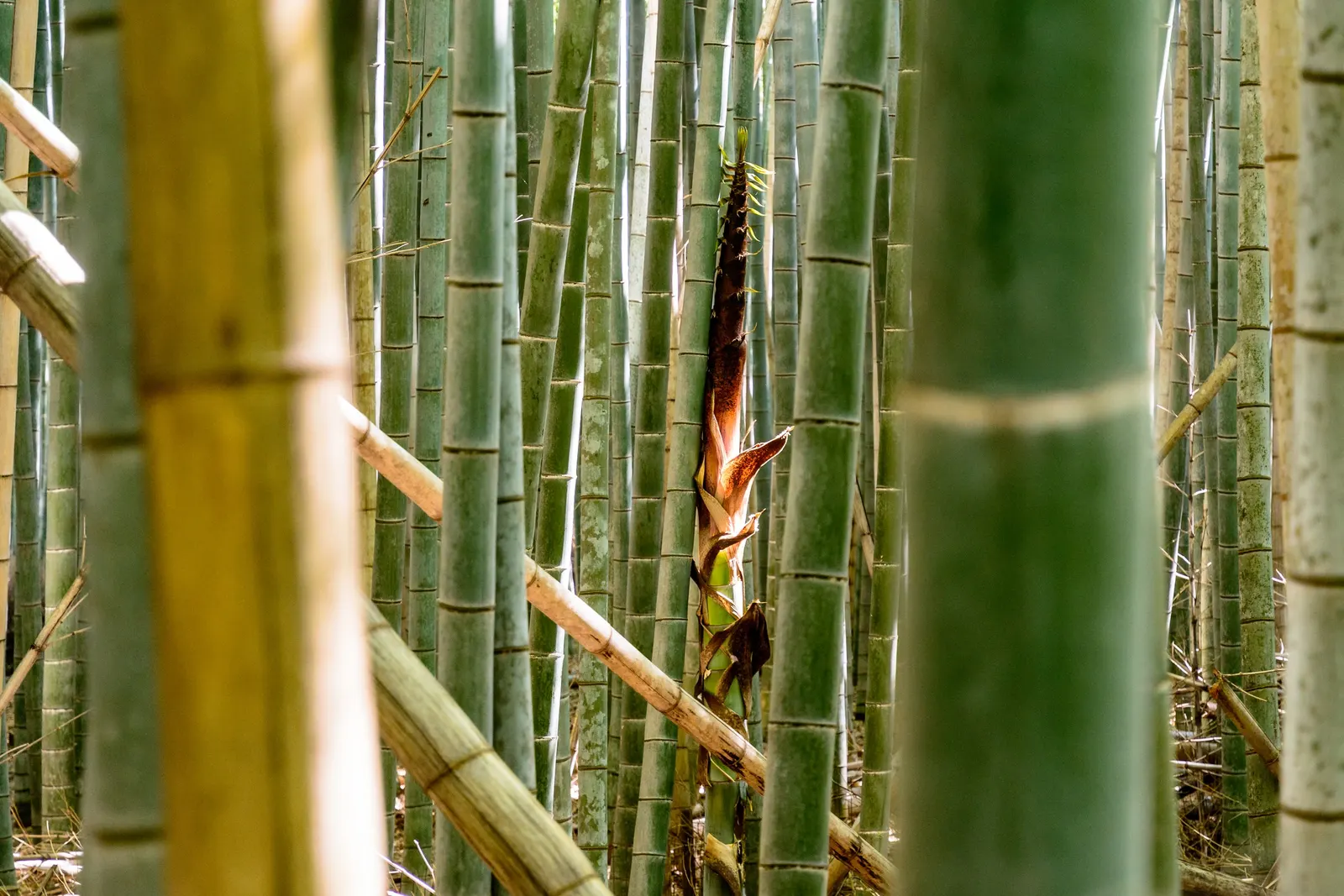 Japanese Bamboo (Pleiobastus Argenteostriatus) — standing at a moderate height of 4 to 6 feet with a similar spread