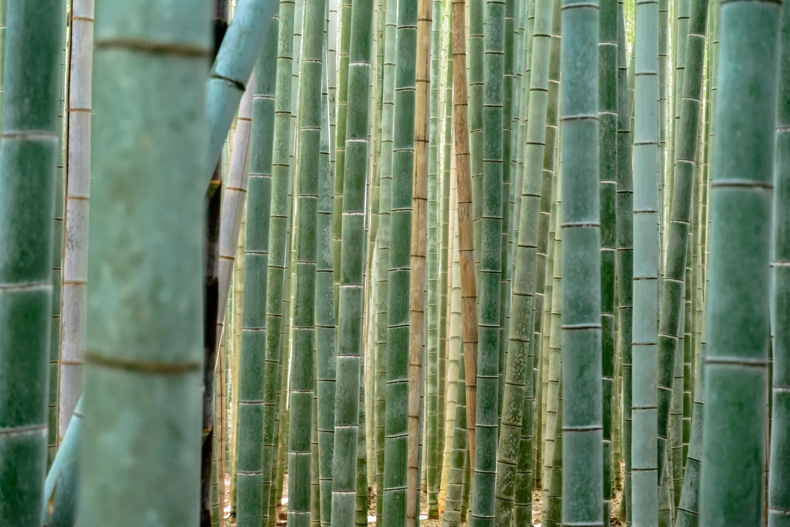 Japanese Bamboo (Pleiobastus Argenteostriatus) — Its slender, arching culms boast eye-catching green leaves adorned with white striations