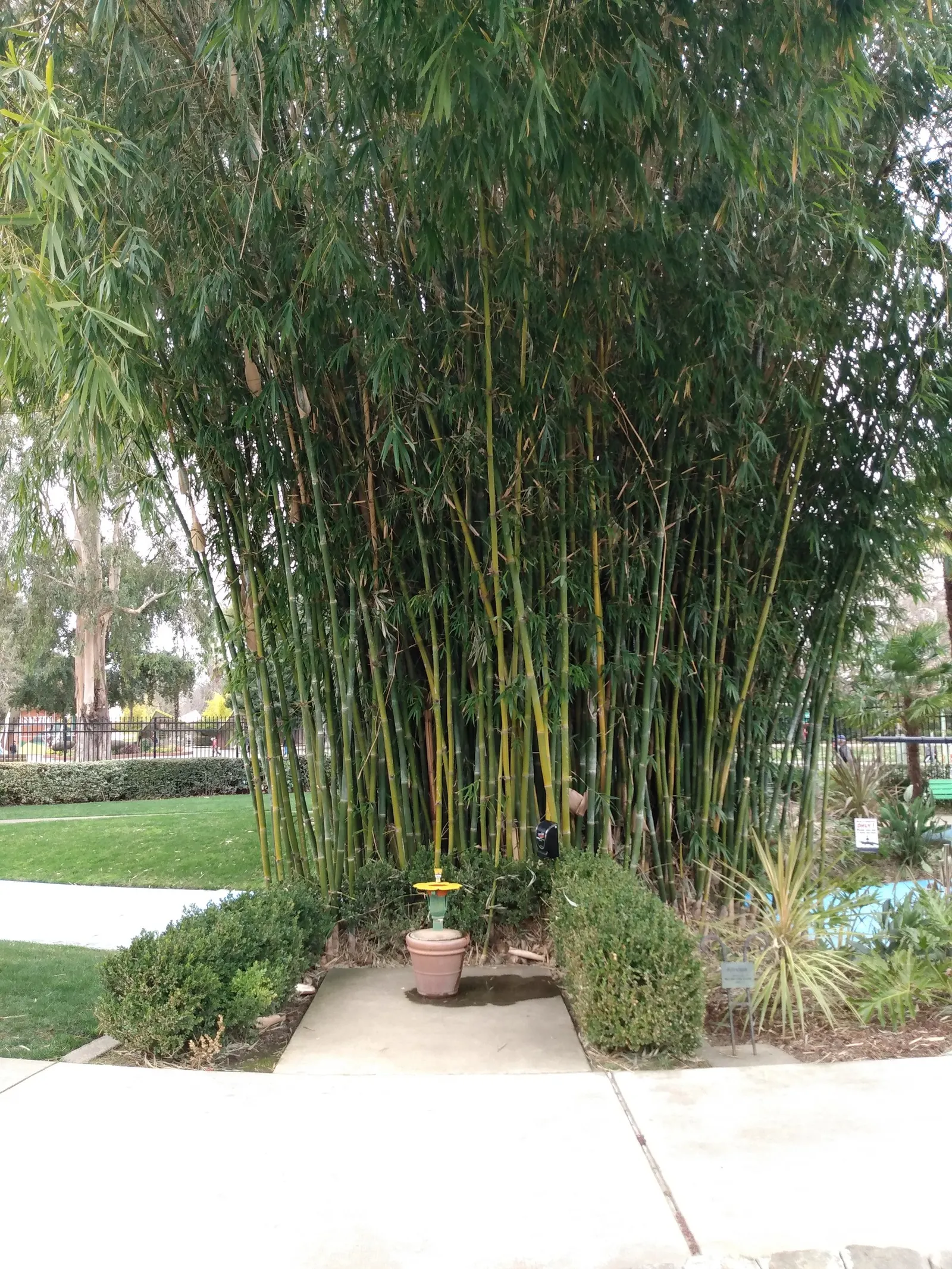 Japanese Bamboo (Pleiobastus Argenteostriatus) — This clump-forming bamboo prefers partial shade to full sun and thrives in well-drained soils