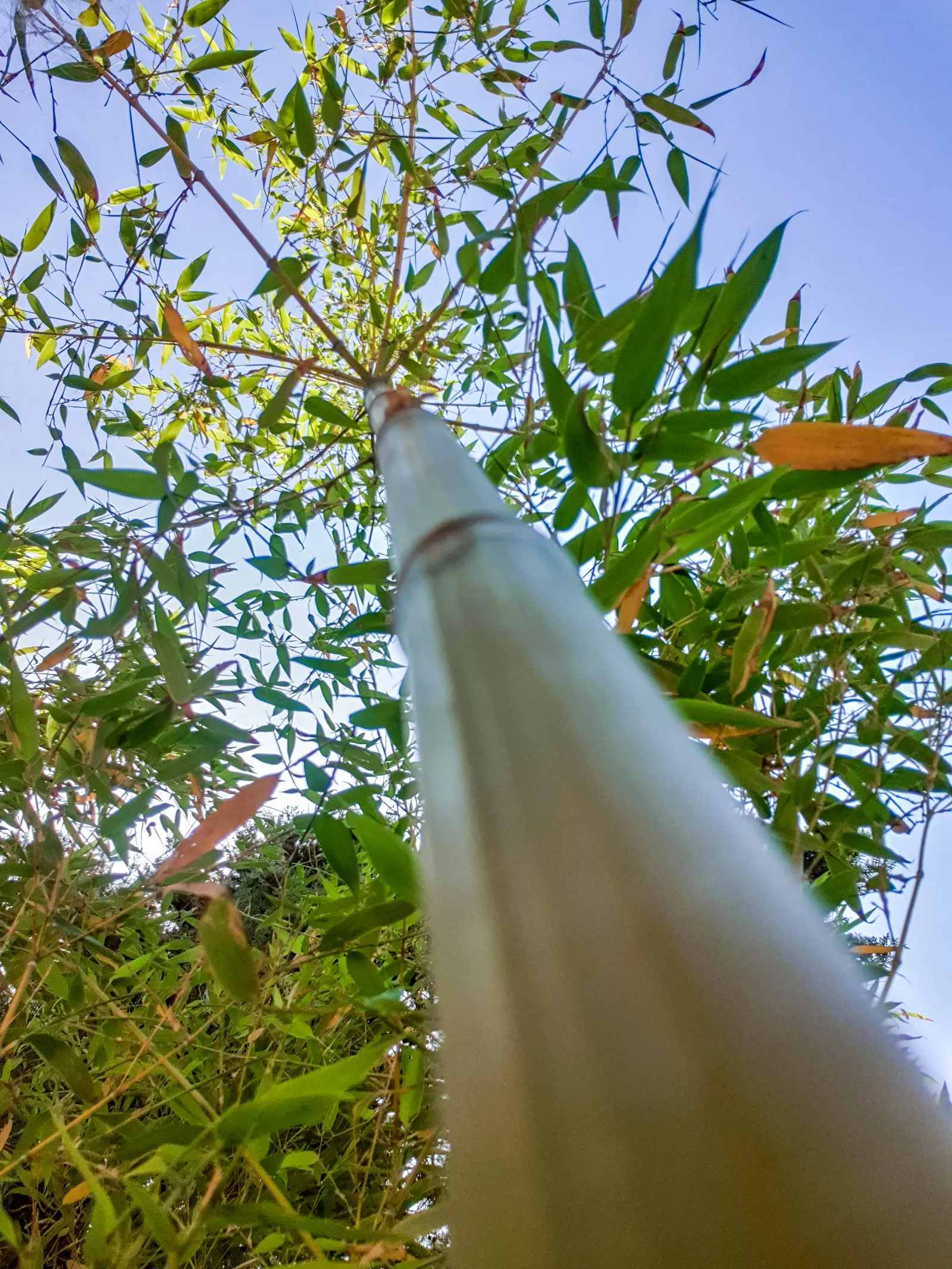 Japanese Bamboo (Pleiobastus Argenteostriatus) — it adds an exotic flair to landscapes