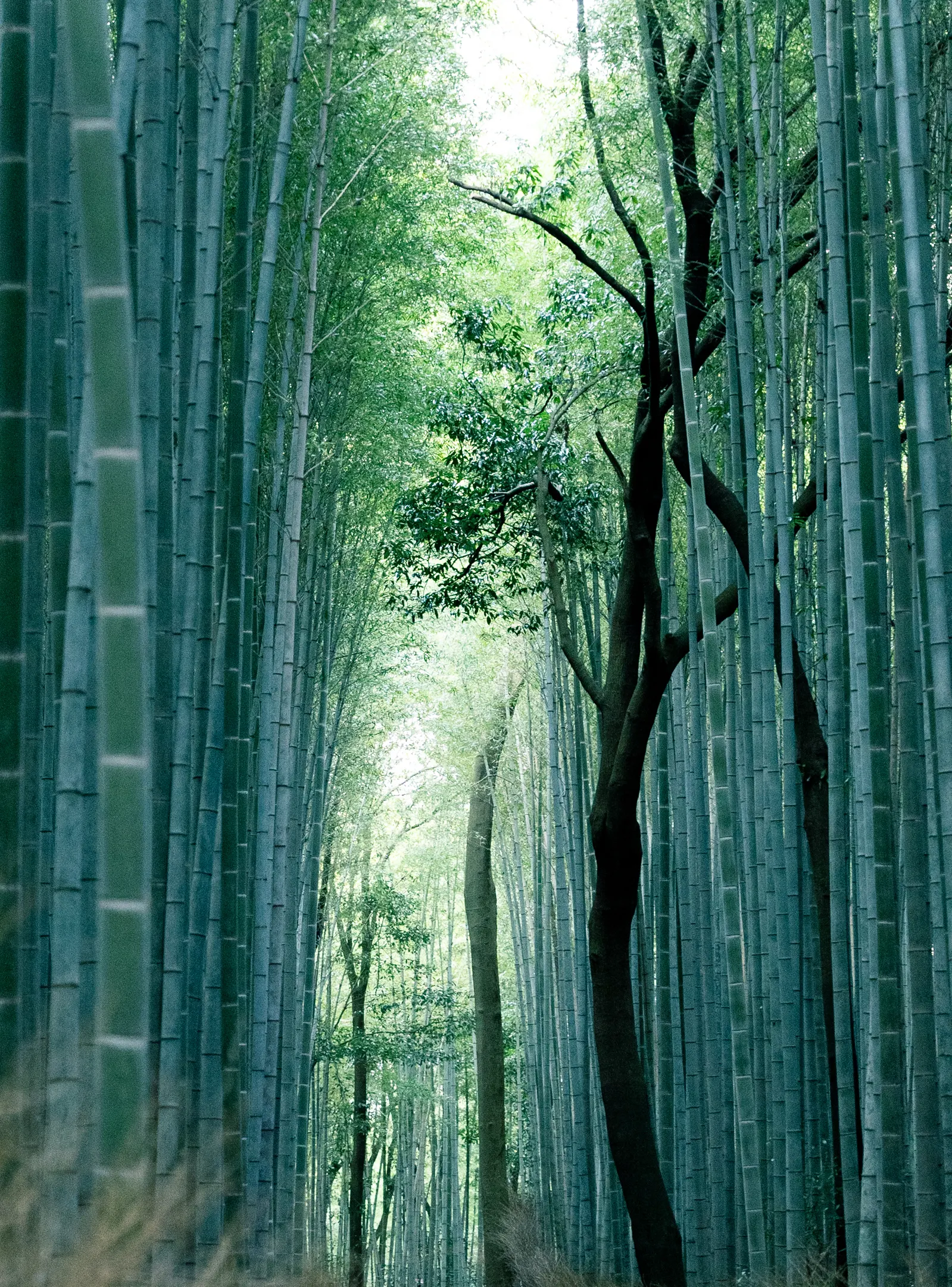 Japanese Bamboo (Pleiobastus Argenteostriatus) — Ideal for creating low hedges or accent groupings