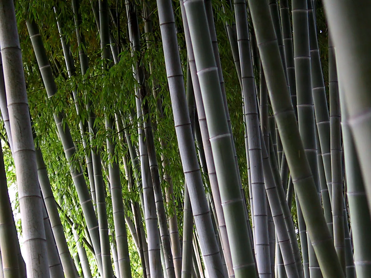 Japanese Bamboo (Pleiobastus Argenteostriatus) — This clump-forming bamboo