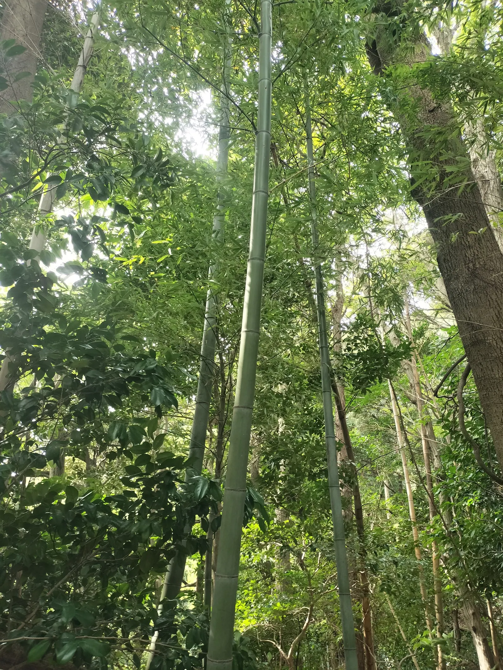 Japanese Bamboo (Pleiobastus Argenteostriatus) — requiring periodic containment to manage its spread