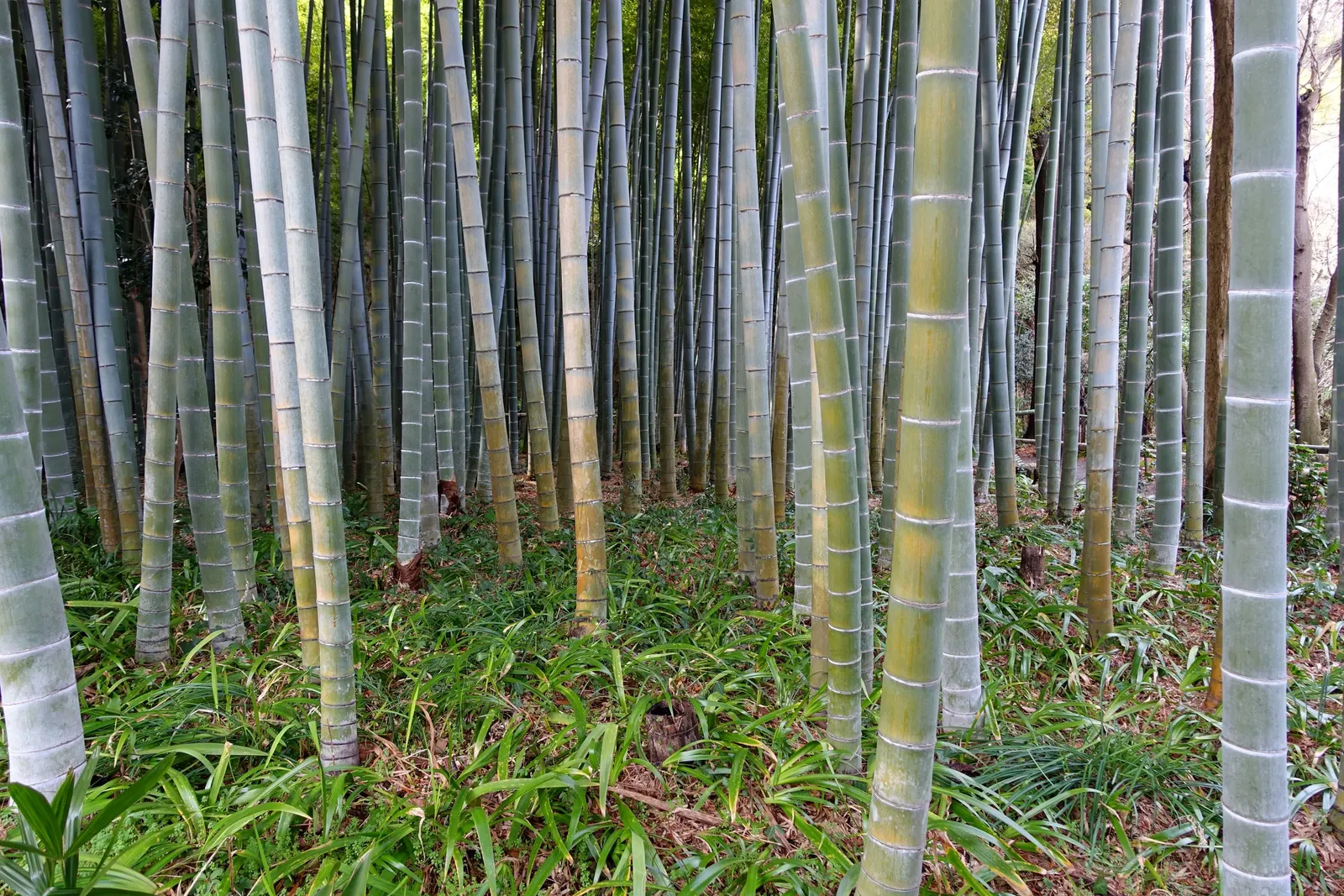 Japanese Bamboo (Pleiobastus Argenteostriatus) — is an ornamental grass that adds a touch of elegance to any landscape