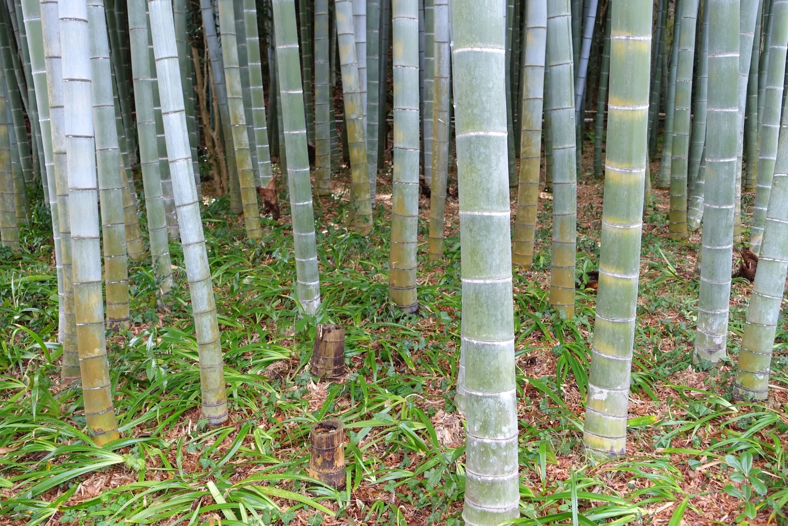 Japanese Bamboo (Pleiobastus Argenteostriatus) — commonly referred to as Japanese Bamboo or Silver-Stripe Bamboo