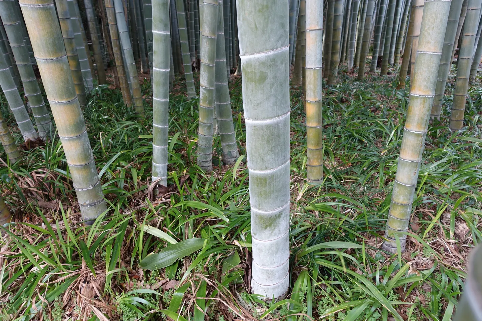 Japanese Bamboo (Pleiobastus Argenteostriatus) — dwarf bamboo variant reaching up to 6 ft in height