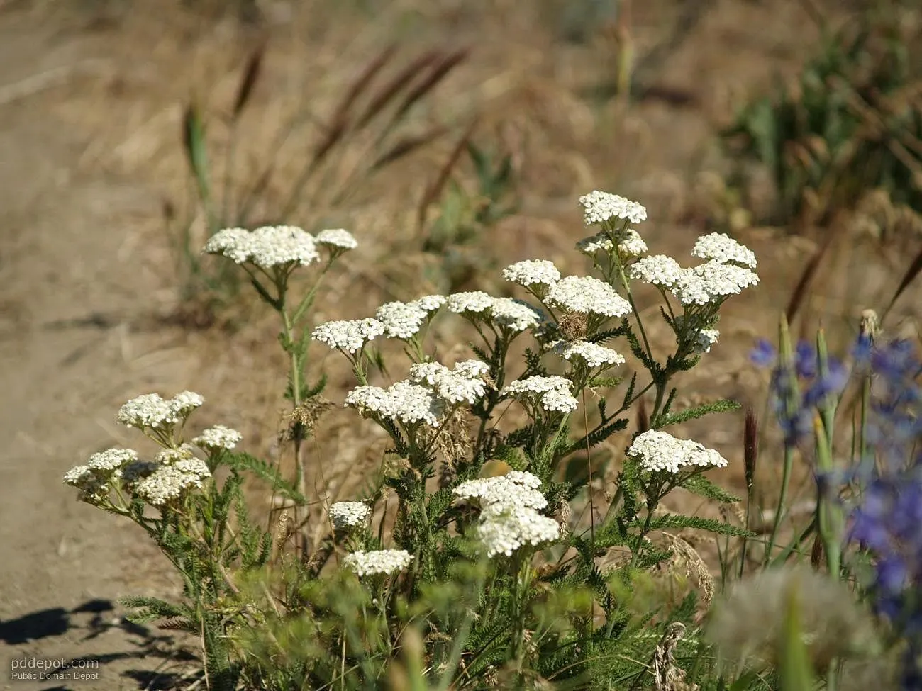 Santa Barbara Sage (Salvia Leucantha 'Santa Barbara') — making it ideal for small to medium-sized gardens or as a mass planting for a dramatic effect