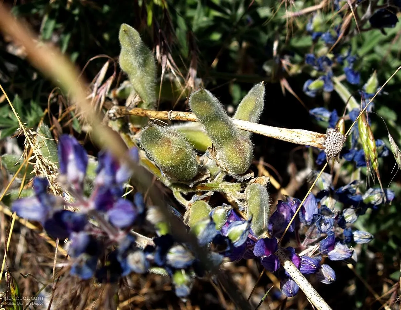 Santa Barbara Sage (Salvia Leucantha 'Santa Barbara') — This drought-tolerant plant thrives in full sun, reaching 18-24 inches high and wide