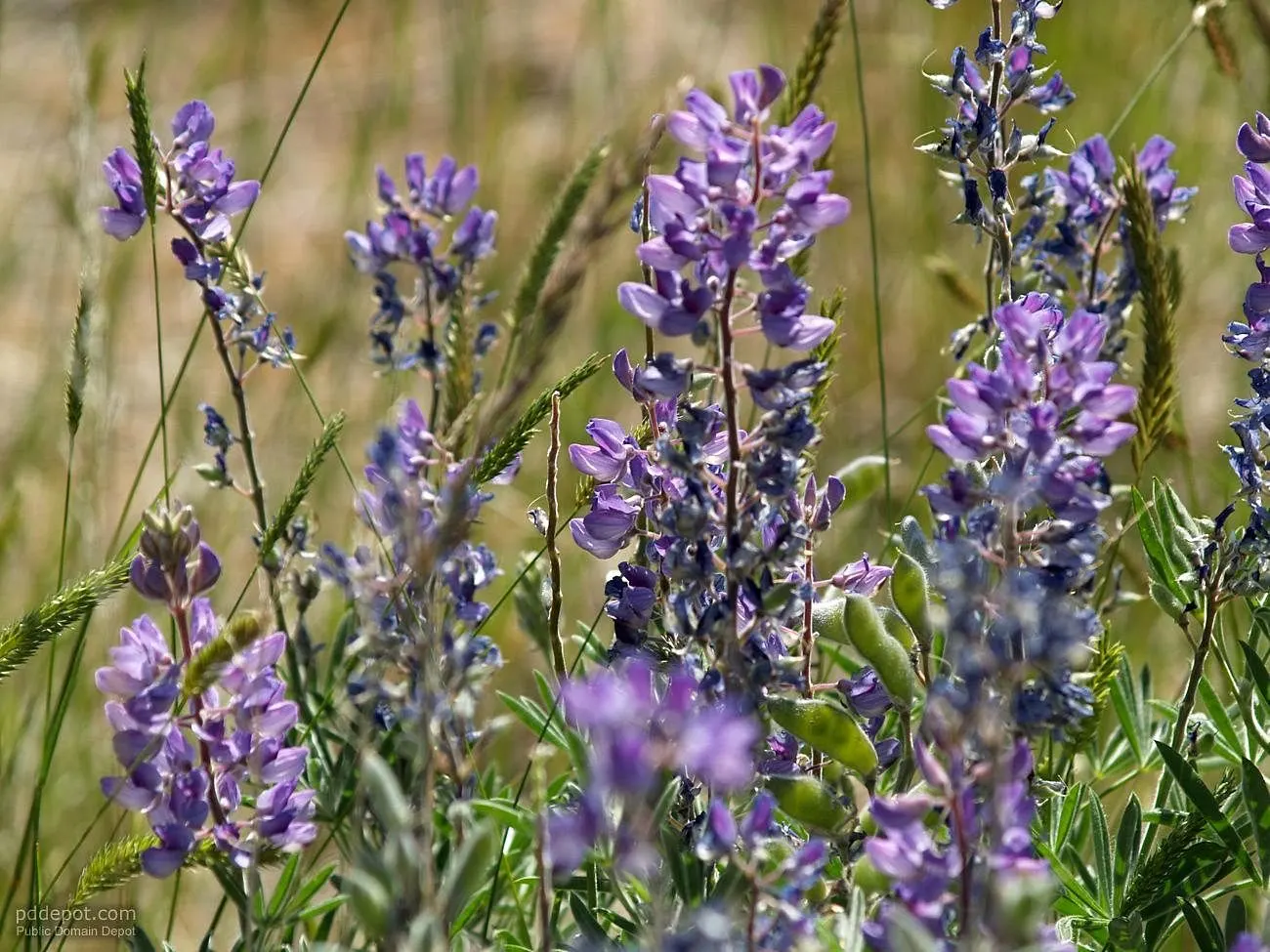 Santa Barbara Sage (Salvia Leucantha 'Santa Barbara') — The contrasting flower and calyx colors create a vivid display from late summer through fall