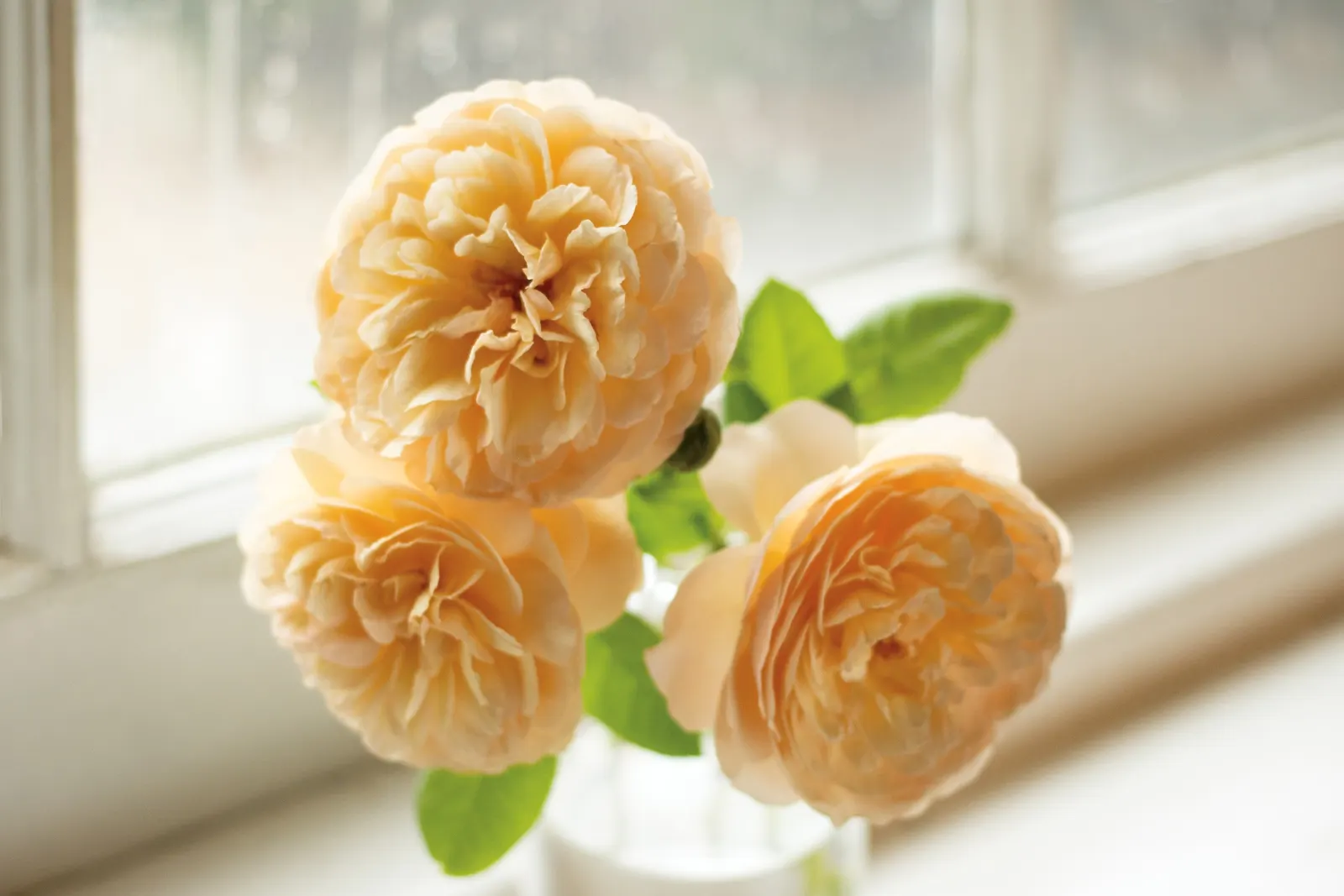 Flavorette® Honey-Apricot Edible Rose (Rosa x) — and good air circulation; deadheading is not required